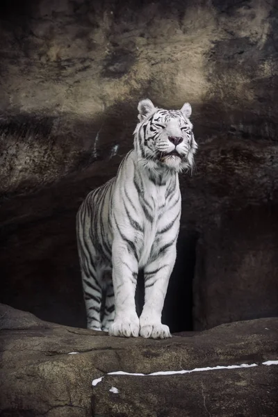 Albino White Bengal Tiger Hunting Morning — Stock Photo, Image