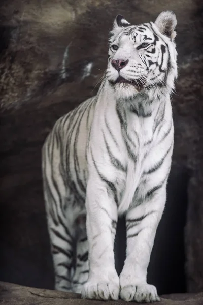 Albino White Bengal Tiger Hunting Morning — Stock Photo, Image