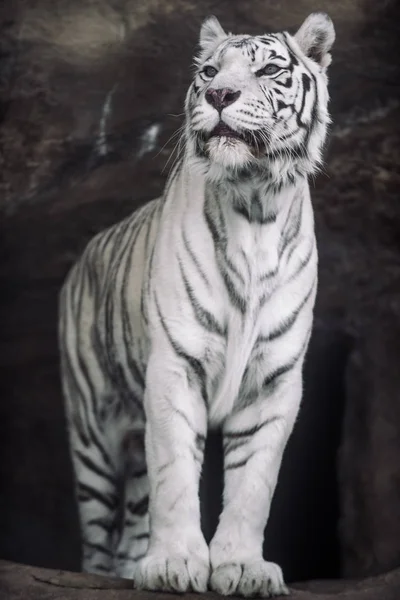 Albino White Bengal Tiger Hunting Morning — Stock Photo, Image