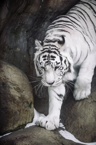 Albino White Bengal Tiger Hunting Morning — Stock Photo, Image