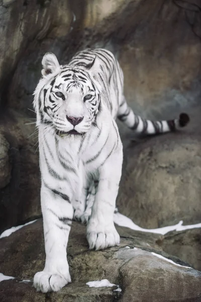 Albino White Bengal Tiger Hunting Morning — Stock Photo, Image