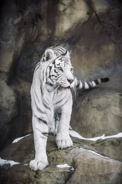 Albino White Bengal Tiger Hunting Morning — Stock Photo, Image