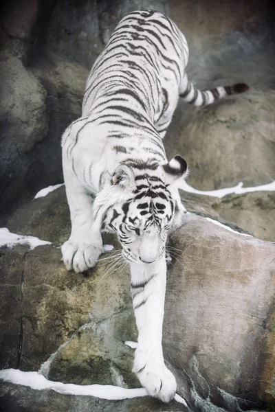 Albino Biały Tygrys Bengalski Polowania Rano — Zdjęcie stockowe