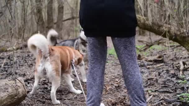 Bir çift Huskey ormanda bir kadından kaçıyor. — Stok video