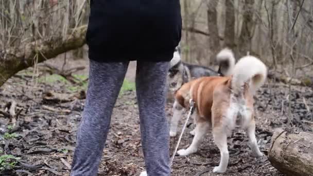 Dvojice Huskey utéct od ženy v lese — Stock video