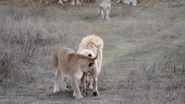 アフリカのサバンナのライオンズの誇りに白いライオン — ストック動画