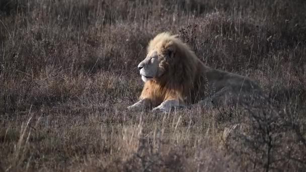 Pár dvou bílých lvů v lvové hrdosti v africké savaně 