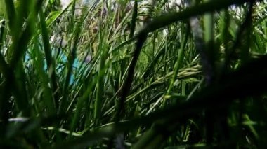 Bahçedeki yeşil çimenler ve çim biçme makinesi olan bir adam yaklaşıyor, 4K video 'yu kapatın.