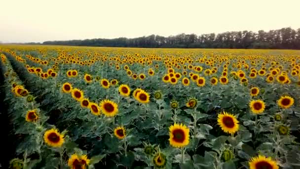 immense champ de jeunes tournesols non classés séquences 4k sur le coucher du soleil, vue sur drone d'air
