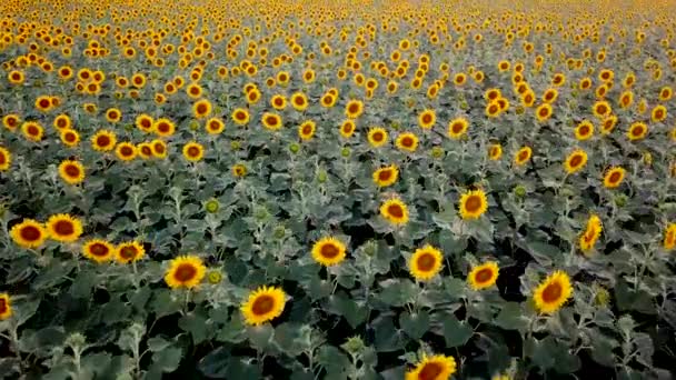 Riesiges Feld junger Sonnenblumen unraded 4k Filmmaterial bei Sonnenuntergang, Luft-Drohne Ansicht — Stockvideo