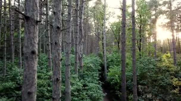 Леса сосен не имеют оценку 4k кадров на закате, вид с воздуха беспилотника — стоковое видео