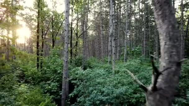 Sosna las niesklasyfikowany 4k materiał na zachód słońca, widok drona powietrza — Wideo stockowe