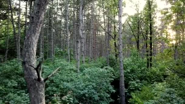 Borovicové lesy neregistrované 4k záběry při západu slunce, výhled na vzduchové trubce — Stock video