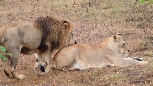 Orgulho dos leões na savana africana, leão macho e sua leoa — Vídeo de Stock