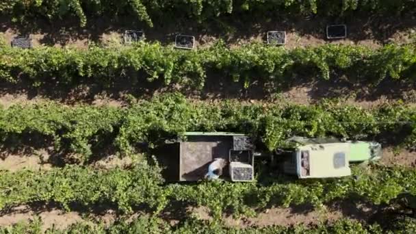 Campos agrícolas, uvas de viñedo, vista aérea de la vendimia con tractor — Vídeo de stock