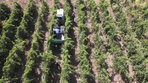 Campos agrícolas, uvas de viñedo, vista aérea de la vendimia con tractor — Vídeo de stock