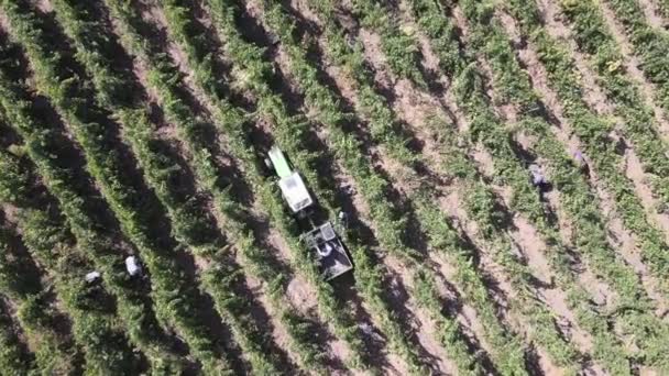 Venkovské farmy, viniční hrozny, letecký pohled na sklizeň hroznů s traktorem