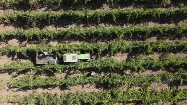 Plattelandsbedrijven, wijngaard druiven, luchtfoto van druivenoogst met tractor — Stockvideo