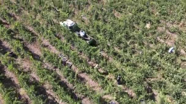 시골 농장, 포도원 포도 , 트랙터 로 수확하는 포도를 공중에서 본 모습 — 비디오