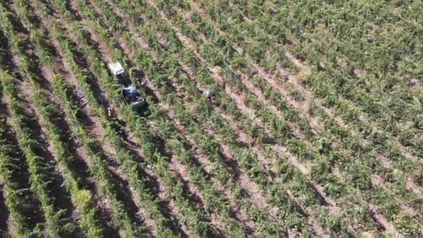 Campos agrícolas, uvas de viñedo, vista aérea de la vendimia con tractor — Vídeos de Stock