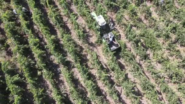시골 농장, 포도원 포도 , 트랙터 로 수확하는 포도를 공중에서 본 모습 — 비디오