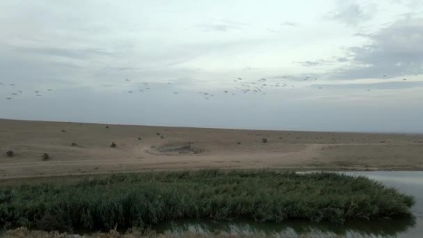 Kudde spreeuwen vliegen in de ochtend zonsopgang in de buurt van prachtige meer met riet — Stockvideo