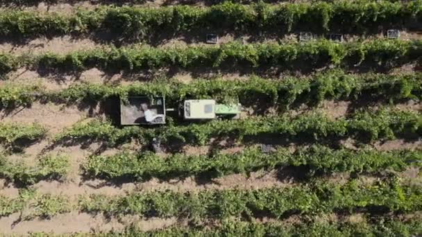 田舎の農場、ブドウ畑、トラクターで収穫ブドウの空中ビュー — ストック動画
