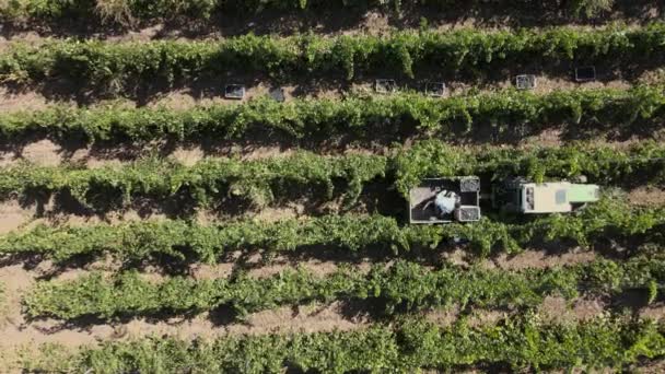 Plattelandsbedrijven, wijngaard druiven, luchtfoto van druivenoogst met tractor — Stockvideo