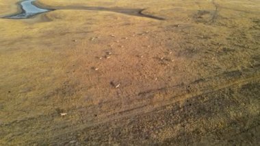 Vahşi saiga antilopları koşuyor. Bozkırlarda nehirde koşan antilop sürüsü. 4k hdr ağır çekim