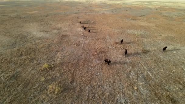 Wilde bizons op de vlucht. Herd bisons loopt op steppen naar de rivier. 4k hdr slow motion — Stockvideo