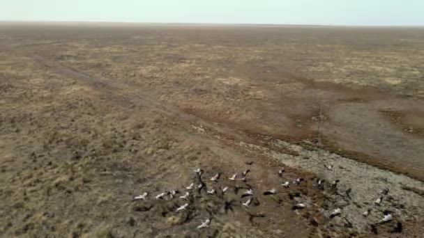 Stado żurawi latających. stado ptaków wędrownych przelatuje nad stepami do Chin. 4k hdr zwolniony ruch — Wideo stockowe