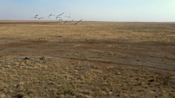 Een zwerm vliegende kranen. zwerm trekvogels vliegt over steppen naar China. 4k hdr slow motion — Stockvideo