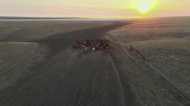 Koşan Vahşi Atlar. At sürüleri, bozkırlarda nehirde koşan mustanglar. 4k hdr ağır çekim