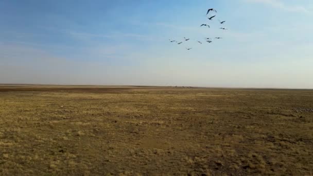 Bandada de grúas volando. bandada de aves migratorias sobrevuelan las estepas hacia China. 4k hdr cámara lenta — Vídeo de stock