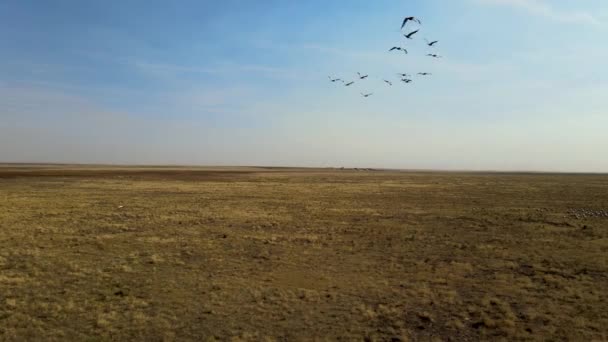 hejno jeřábů létá. hejno stěhovavých ptáků přeletí přes stepi do Číny. 4k hdr zpomalený pohyb