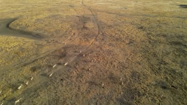 Une antilope saïga sauvage qui court. Troupeau d'antilopes courant sur les steppes jusqu'à la rivière. 4k hdr au ralenti — Video