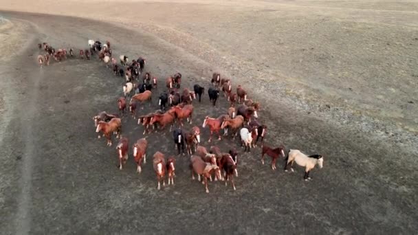 Koşan Vahşi Atlar. At sürüleri, bozkırlarda nehirde koşan mustanglar. 4k hdr ağır çekim — Stok video