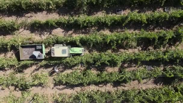 Fermes de campagne, vignes, vue aérienne de la vendange avec tracteur — Video