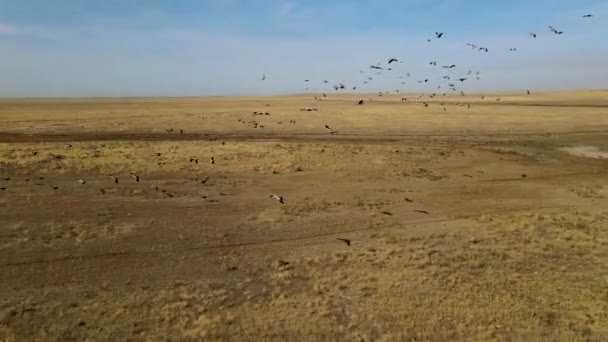 Bandada de grúas volando. bandada de aves migratorias sobrevuelan las estepas hacia China. 4k hdr cámara lenta — Vídeos de Stock