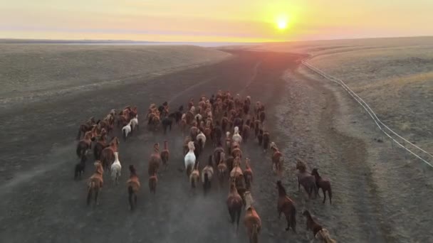 Jurus Kuda Liar. Kawanan kuda, mustang berjalan di stepa ke sungai. 4k hdr gerak lambat — Stok Video