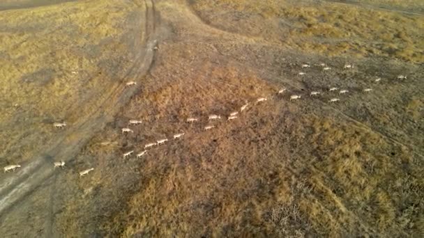 Wilde saiga antilope draait. Herd van antilopen loopt op steppen naar de rivier. 4k hdr slow motion — Stockvideo