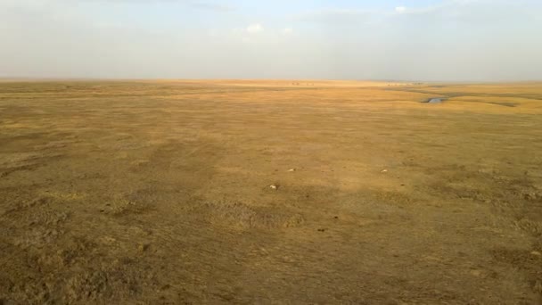 Wilde saiga antilope draait. Herd van antilopen loopt op steppen naar de rivier. 4k hdr slow motion — Stockvideo