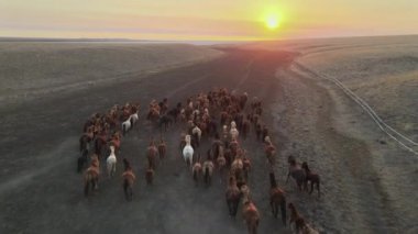 Koşan Vahşi Atlar. At sürüleri, bozkırlarda nehirde koşan mustanglar. 4k hdr ağır çekim