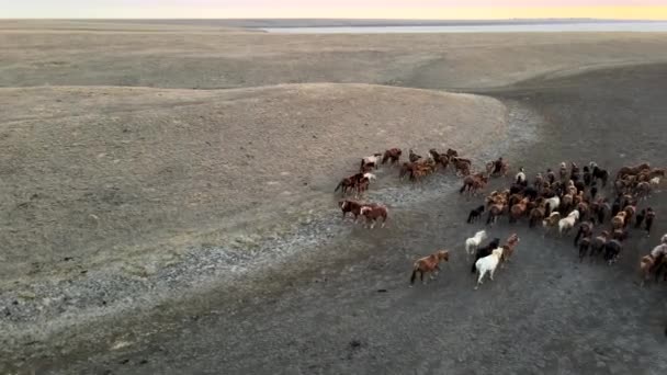 Wilde paarden op de vlucht. Paardenherder, mustangs op steppen naar de rivier. 4k hdr slow motion — Stockvideo