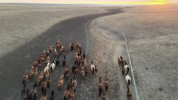 Vilda hästar springer. Hjordar av hästar, mustangs som springer på stäpper till floden. 4k hdr slow motion — Stockvideo