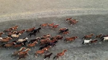 Koşan Vahşi Atlar. At sürüleri, bozkırlarda nehirde koşan mustanglar. 4k hdr ağır çekim