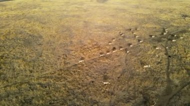 Vahşi saiga antilopları koşuyor. Bozkırlarda nehirde koşan antilop sürüsü. 4k hdr ağır çekim