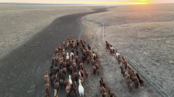 Wilde paarden op de vlucht. Paardenherder, mustangs op steppen naar de rivier. 4k hdr slow motion — Stockvideo