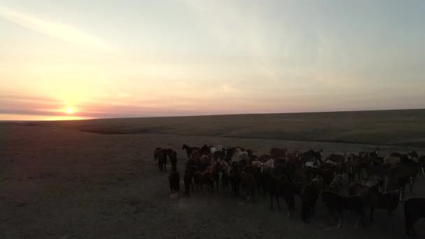 Wild Horses Running. Troupeau de chevaux, mustangs courant sur les steppes jusqu'à la rivière. 4k hdr au ralenti — Video