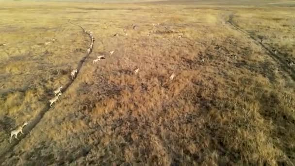 Wilde saiga antilope draait. Herd van antilopen loopt op steppen naar de rivier. 4k hdr slow motion — Stockvideo